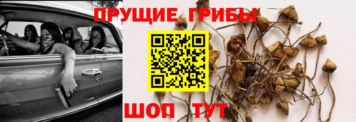 Анжеро-Судженск  Псилоцибиновые грибы GOLDEN TEACHER  Псилоцибиновые грибы GOLDEN TEACHER  Вход с VPN 